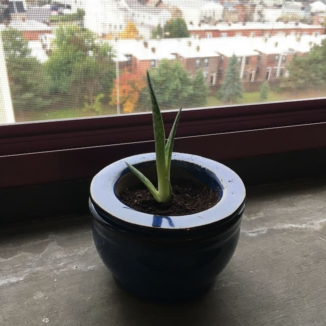 A small green aloe plant, 2.5 to 3 inches tall, with just 3 leaves, in a small blue pot on a window sill.