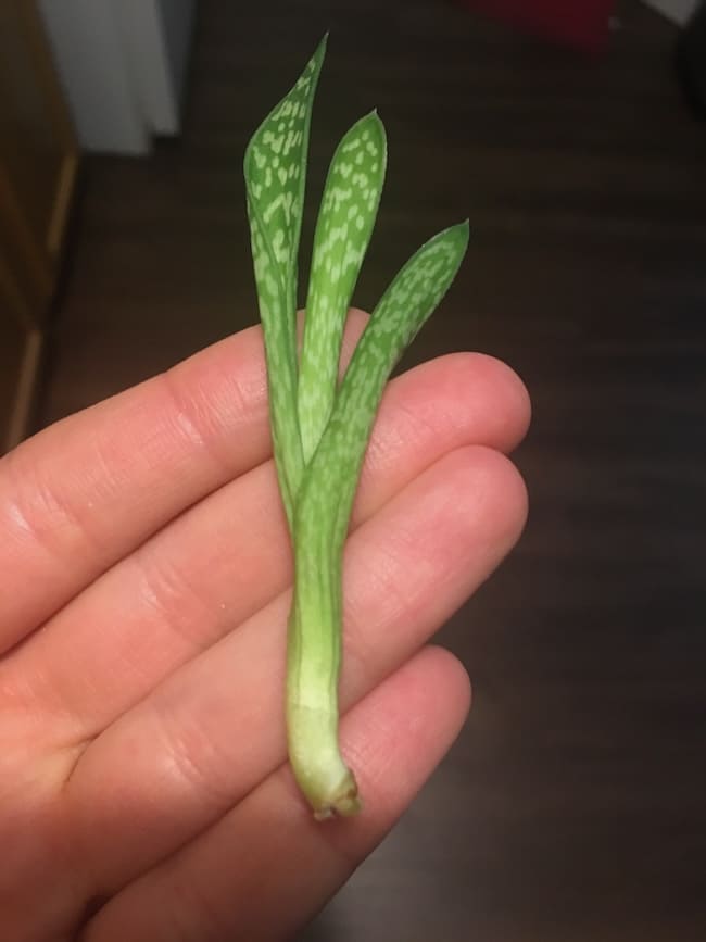 The small aloe plant, with 3 leaves ending in just a white stub, lays on my fingers. All of its roots have been broken off, leaving just the stub at the end where the leaves are still connected.