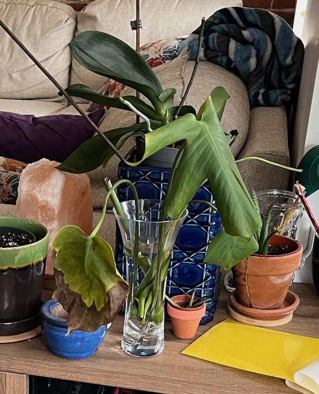 Multiple monstera stems with large, drooping leaves, some half brown, in a clear glass vase, sit on a table alongside other small plants in pots.