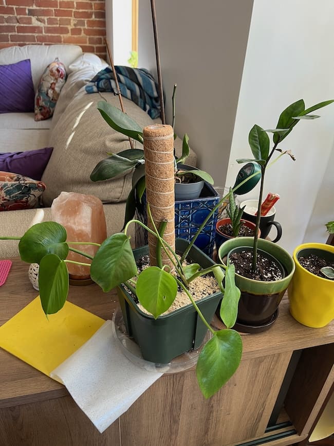 The monstera cuttings now have fresh, small-ish green leaves that are bending all over the place. The cuttings are in a square plastic pot with a moss pole staked in the center.