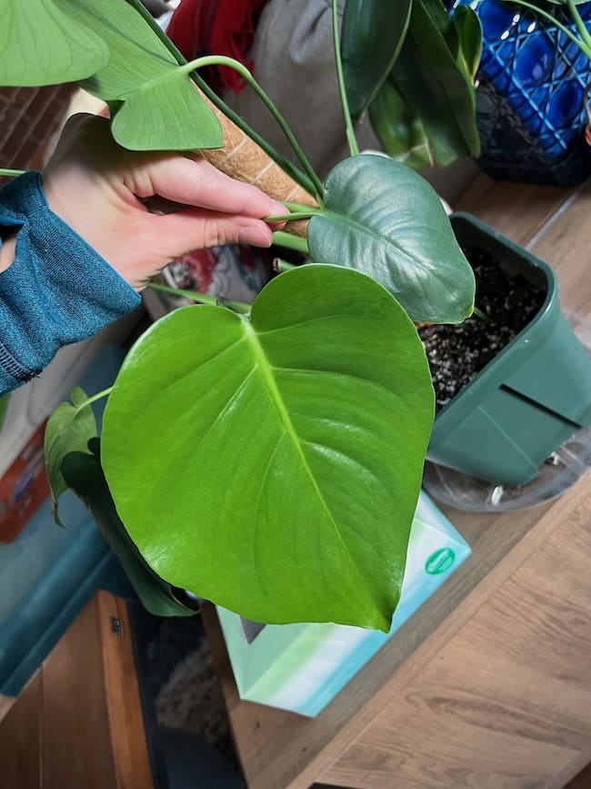 My hand holding one of the early, small monstera leaves next to a bright green, newly-opened leaf that is more than double the size of the old one. Both leaves are still solid without the distinctive holes of a mature monstera.