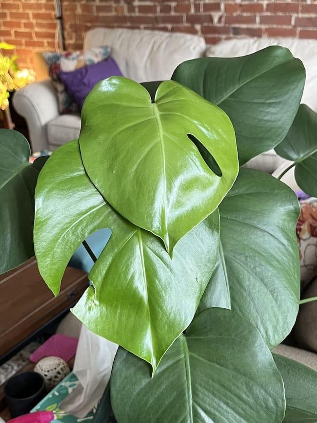 Two large new leaves, still a brighter green than the surrounding leaves. One has a large cutout on the left, and the other has a small hole on the right. The beginnings of a mature monstera that lives up to its swiss cheese nickname!