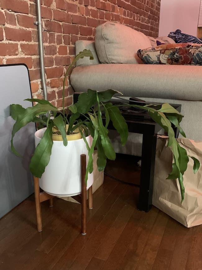 There are many floppy, leafy steps in a small yellow pot that sits inside of a larger white pot on a short wooden floor stand. It is particularly lopsided, with one extra long, leafy stem stretched out to the right, looking weird.