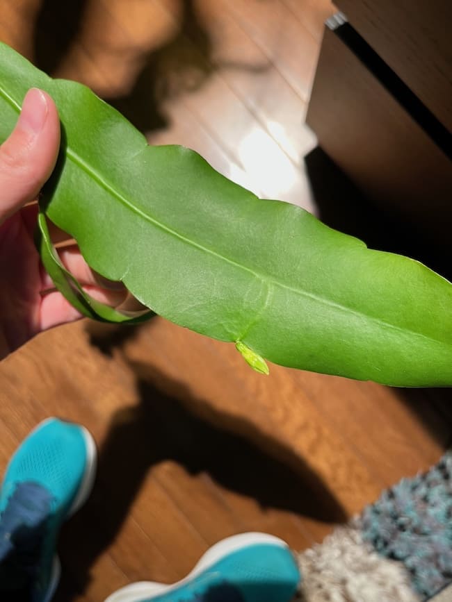A close of up one leaf/stem, with a weird small bright green oval-ish shape growing off of one side.