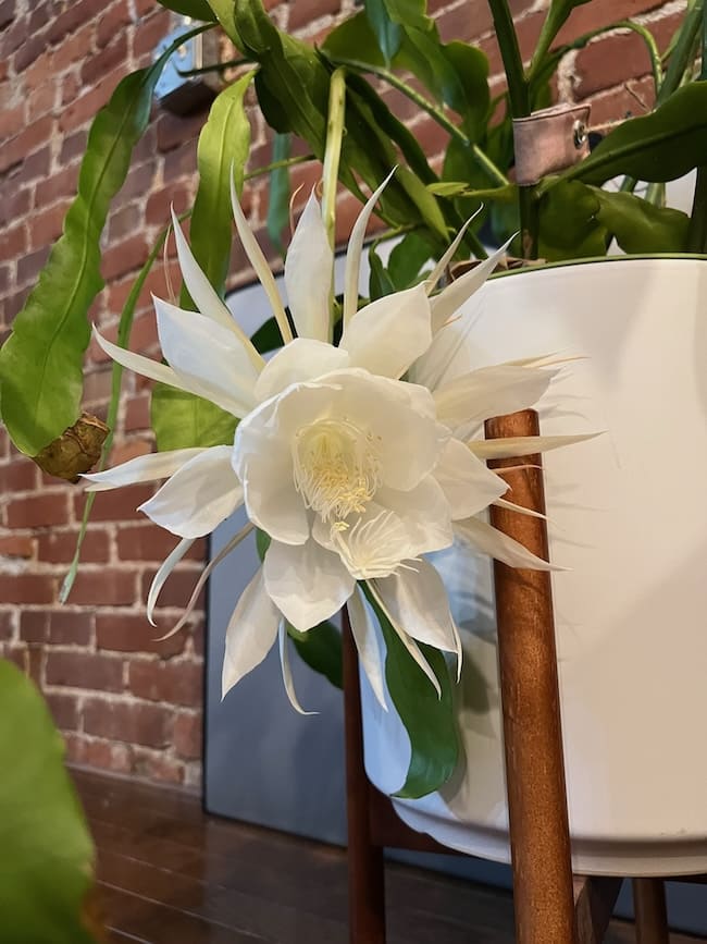 A close-up shot of one fully opened flower. There are thin, white petals curved around the back, with wider petals making up the inner section of the flower, and a fuzzy white center with a bit of pale yellow.