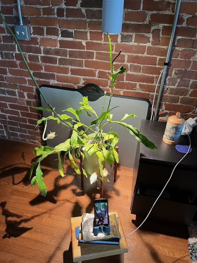 A zoomed out shot of the full plant, with three large white buds, each about four inches long and over an inch wide at its widest, hanging off of various stems. There's a small step stool with a stack of books on it and an iPhone in a rubber stand, plugged in, and taking a time-lapse of the plant.